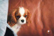 Chloé DUFLOT - PLAISIR PHOTO